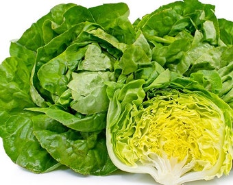 May include: A close-up of a head of green lettuce with a yellow center. The lettuce is fresh and crisp, and the leaves are tightly packed together.