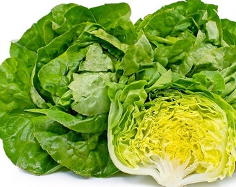 Big Boston Bibb Lettuce, 200+ Seeds NON-GMO Organically Grown