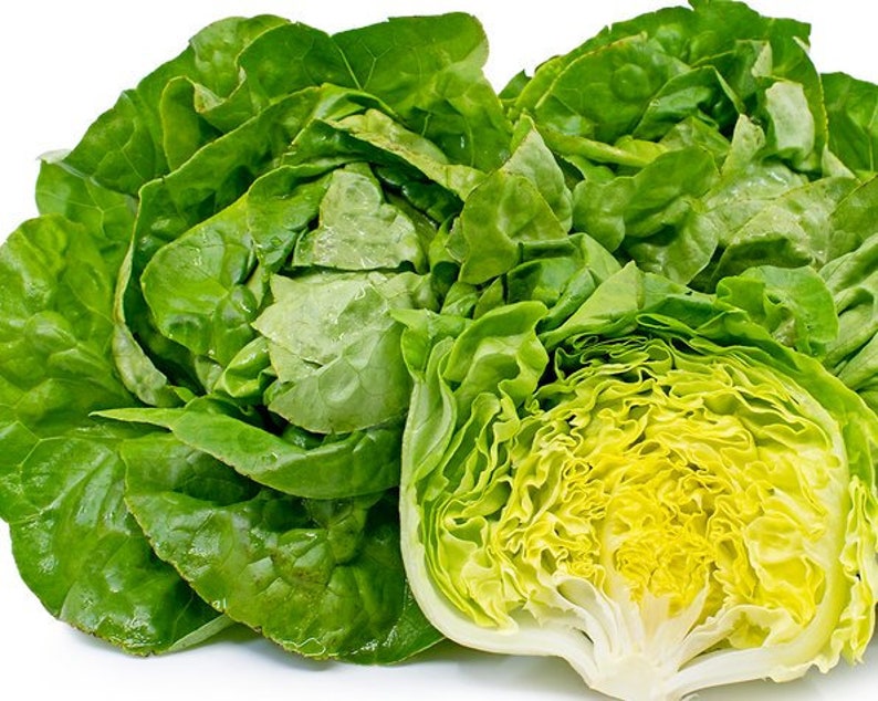 200 Big Boston Bibb Lettuce Seeds NONGMO Organically Grown Etsy