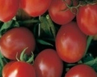 Crovarese Grape Tomato, 25+ Seeds NON-GMO Organically Grown