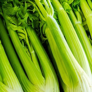 May include: Close-up of a bunch of fresh green celery stalks. The celery is arranged in a row, showing the white base of each stalk.