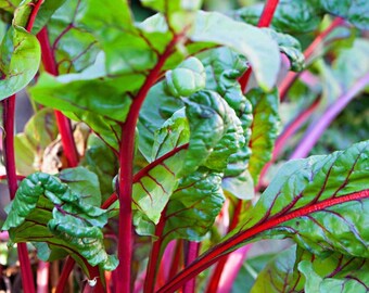 Rhubarb Swiss Chard, 25+ Seeds NON-GMO Organically Grown