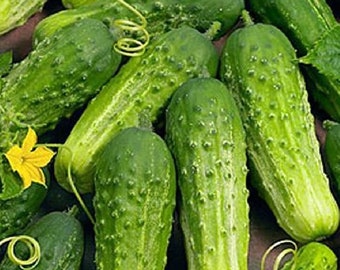 Boston Pickling Cucumber, 25+ Seeds NON-GMO Organically Grown