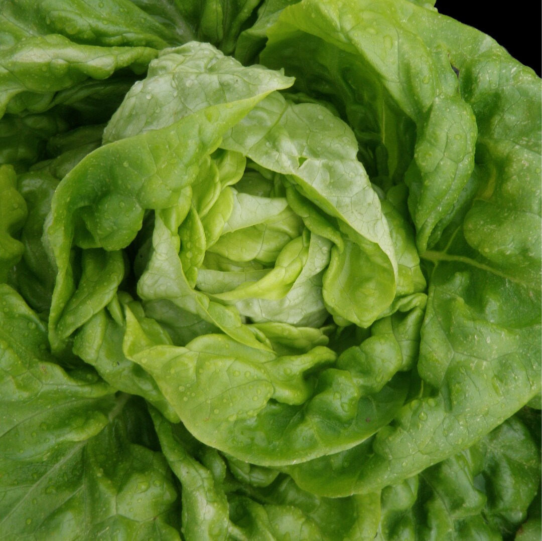 Bibb Butterhead Lettuce 200 Seeds NONGMO Organically Grown Etsy