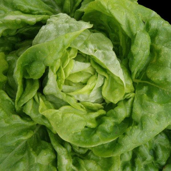 Bibb Butterhead Lettuce, 200+ Seeds NON-GMO Organically Grown