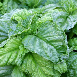 Lettuce Leaf Basil, 25+ Seeds NON-GMO Organically Grown