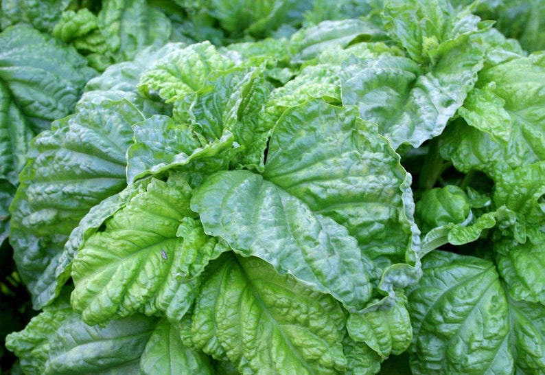25 Lettuce Leaf Basil Seeds NONGMO Organically Grown Etsy