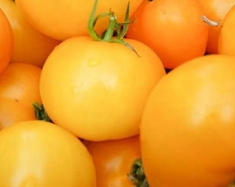 Golden Jubilee Tomato, 25+ Seeds NON-GMO Organically Grown