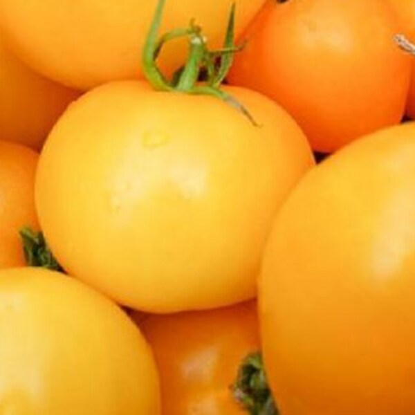 Golden Jubilee Tomato, 25+ Seeds NON-GMO Organically Grown