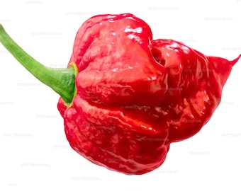 Pode incluir: Um único pimentão habanero vermelho com um caule verde. O pimentão é enrugado e tem um acabamento brilhante.