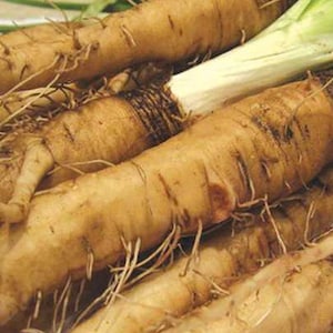 Mammoth Sandwich Island Salsify. 25+ Seeds NON-GMO Organically Grown