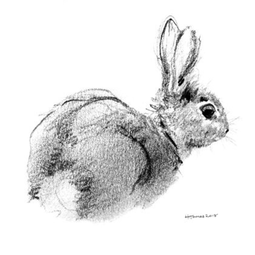 Rabbit Art Print Pencil Sketch Woodland Nursery Wall Art Etsy
