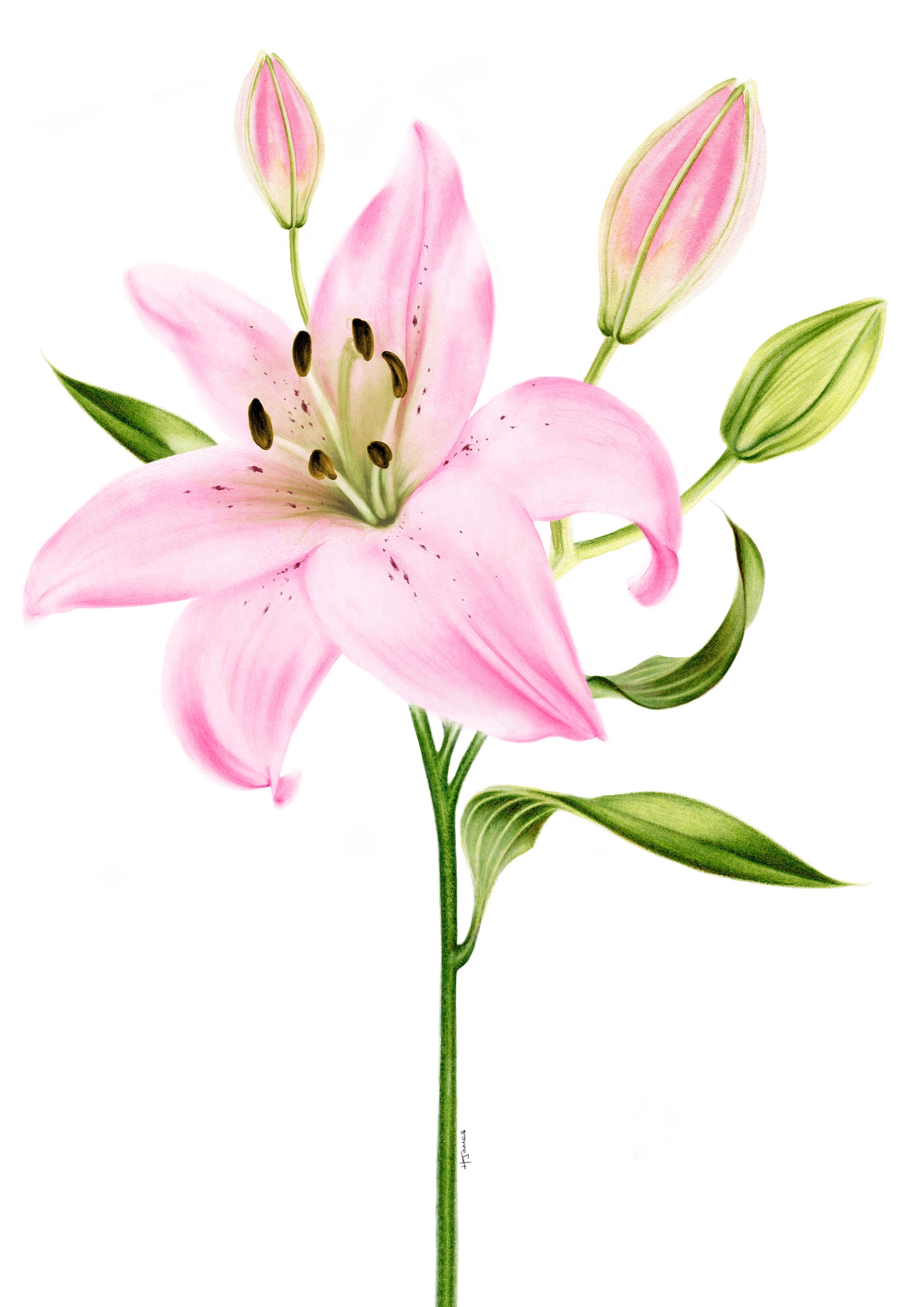 Pink Lily Botanical Art Print Pink Lily Painting Watercolour Floral Art  Watercolour Art Print Floral Wall Art Pink Wall Art 