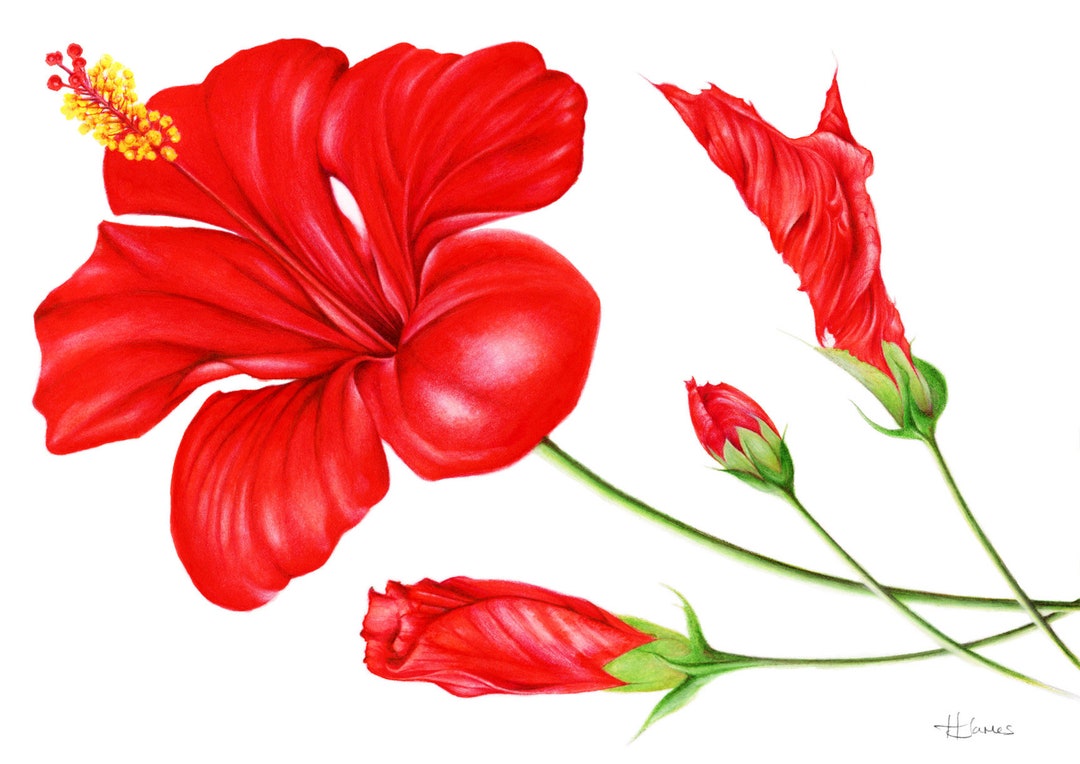 Red Hibiscus Flower Art Print, Botanical Art Print, Tropical