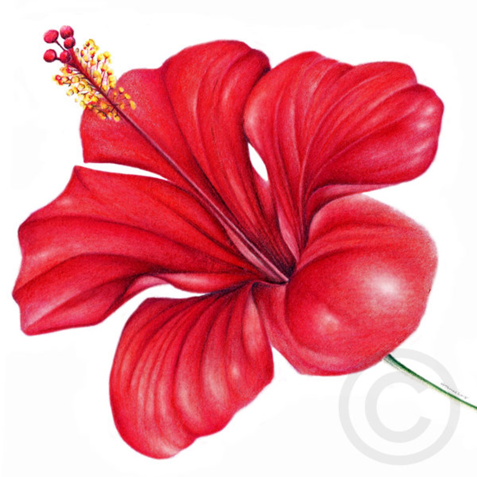 Red Hibiscus Flower Art Print, Floral Art, Tropical Flower Wall Art