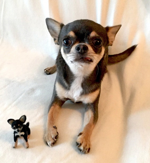 stuffed chihuahua