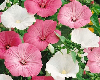 Rose Mallow Seeds 40+ | Free Shipping