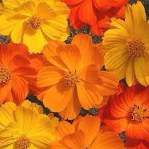 Cosmos Seeds 50+ | Bright Lights Mix | Free Shipping