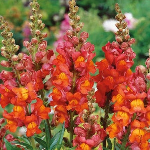 Snap Dragon Seeds 60+ | Free Shipping