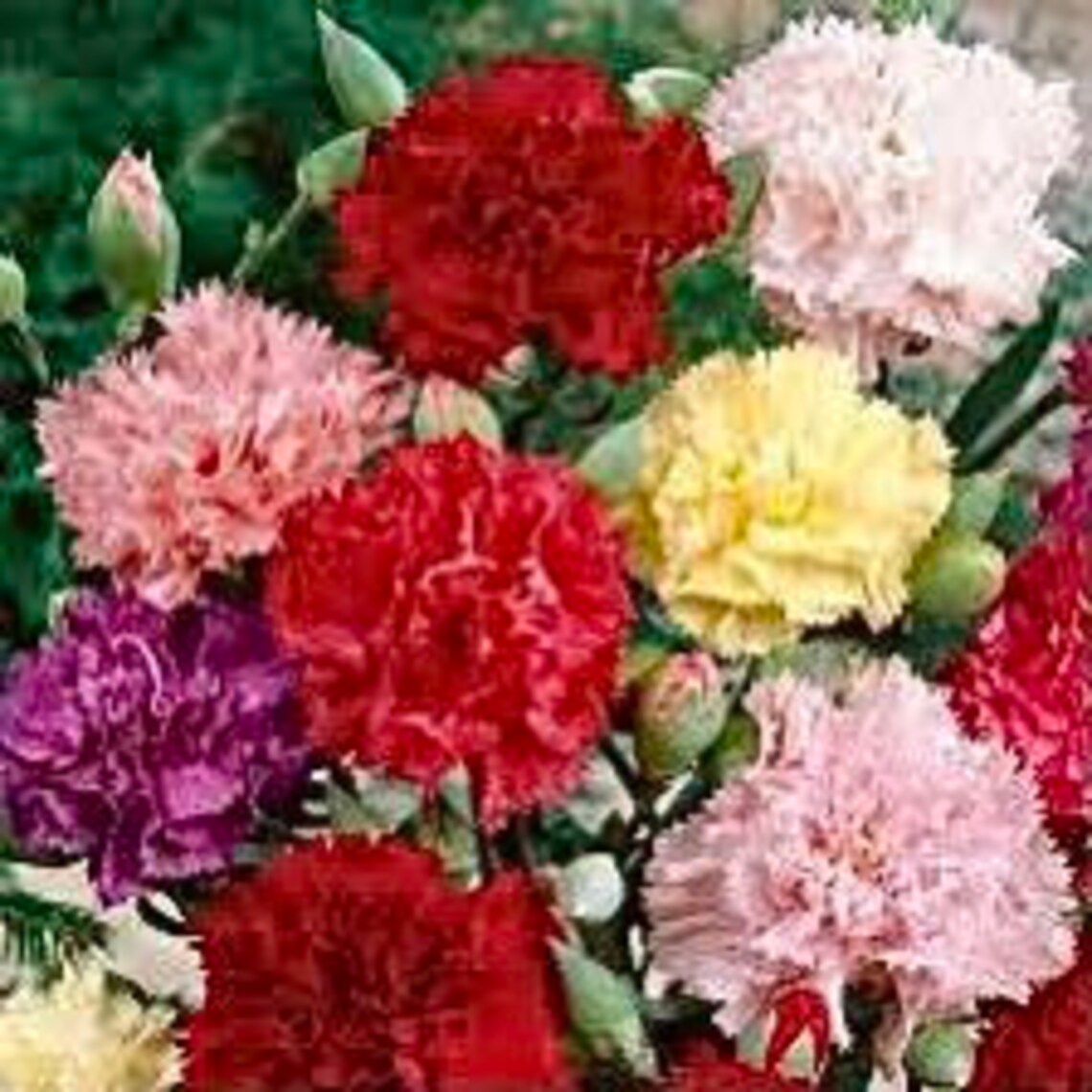 Carnation Seeds 40 Variety of Colors FREE SHIPPING USA Etsy