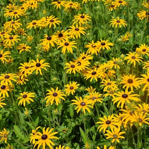 100+ Black-Eyed Susan Seeds | FREE SHIPPING | USA