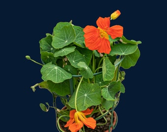 Könnte beinhalten: Eine Topfpflanze mit Kapuzinerkresse mit orangefarbenen Blüten und grünen Blättern. Die Pflanze wächst an einem grünen Drahtgitter.