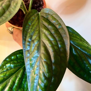 Monstera sp. Perú “karstenianum” / Epipremnum pinnatum “Marble Planet”