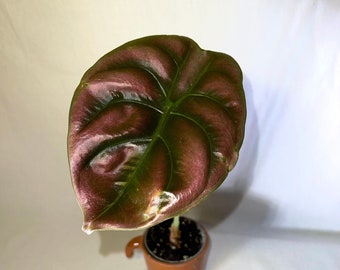 Alocasia cuprea mini