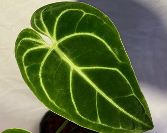 Anthurium regale