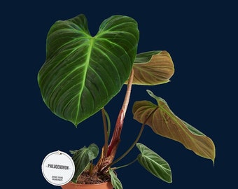 Philodendron 'El choco red'    L