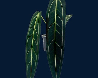 Anthurium warocqueanum