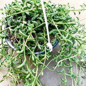 Puede incluir: Una maceta colgante llena de una planta suculenta verde con tallos largos y colgantes. La planta está en una maceta de plástico negra y cuelga de una cuerda blanca.