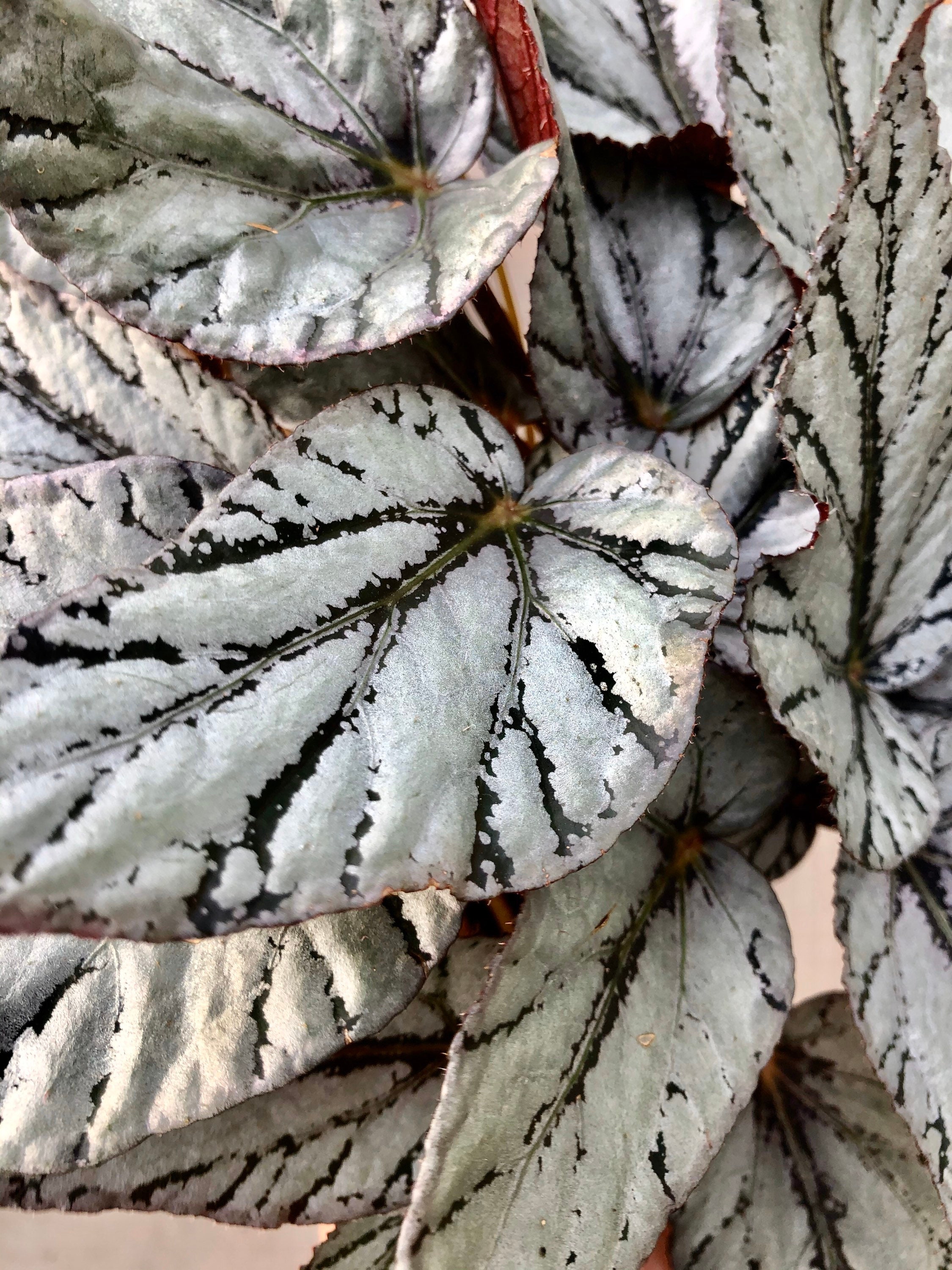 Begonia Jolly Silver Etsy