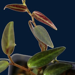 Peperomia trinervis sp.