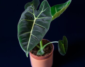 Alocasia micholitziana “Frydek”