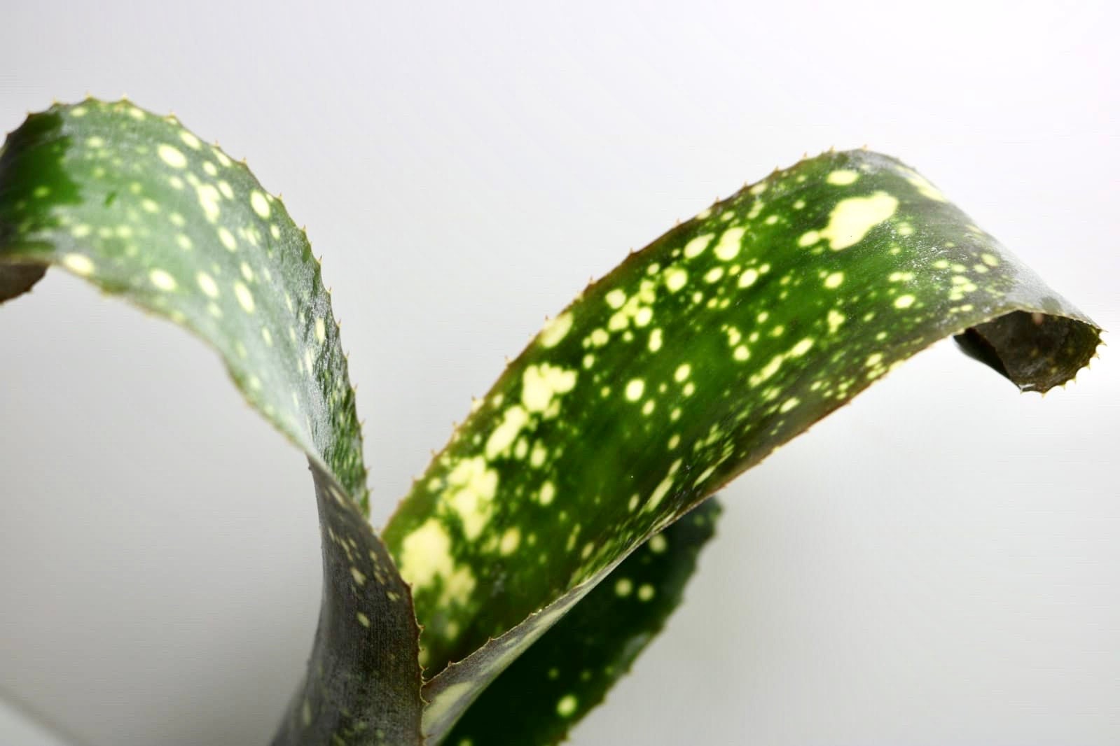 Billbergia ‘C'est Bon’ Guide Complet pour la Culture et l'Entretien de la Billbergia