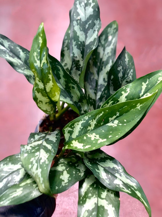 Aglaonema Maria - Etsy