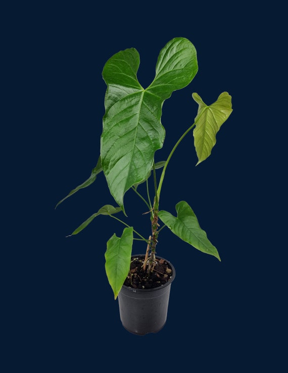 plant hanging post Natural Branch Hanging Planter  Knotty Traditions