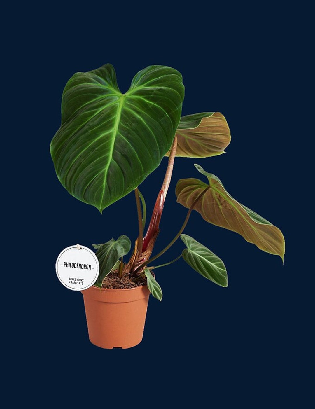 pothos with white variegation Marble Queen Pothos  Stunning Variegated, Low-Maintenance Houseplant