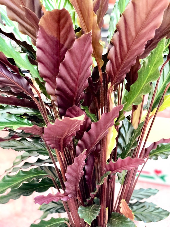 Calathea Furry Feather XL - Etsy