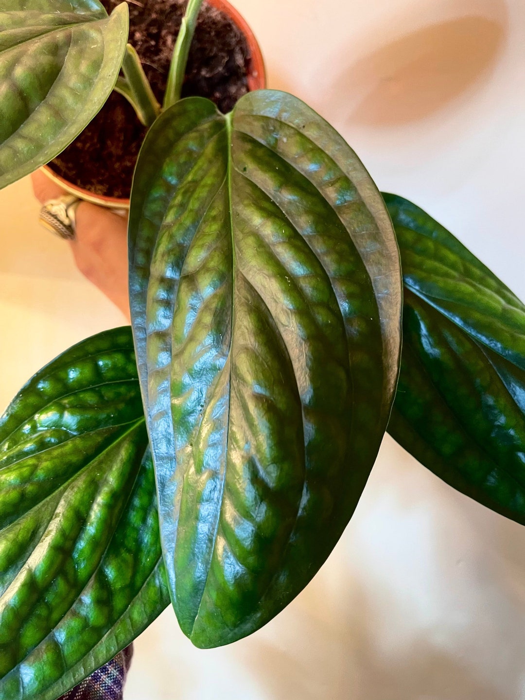 Monstera sp. Perú “karstenianum” / Epipremnum pinnatum “Marble Planet ...