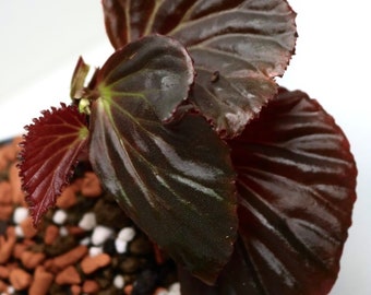 Begonia sp. sulawesi “metallic black”