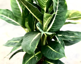 Dieffenbachia Sterling