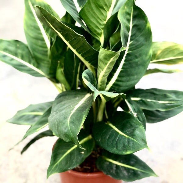 Dieffenbachia Sterling