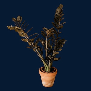 Black Variegated Zz - Etsy Australia