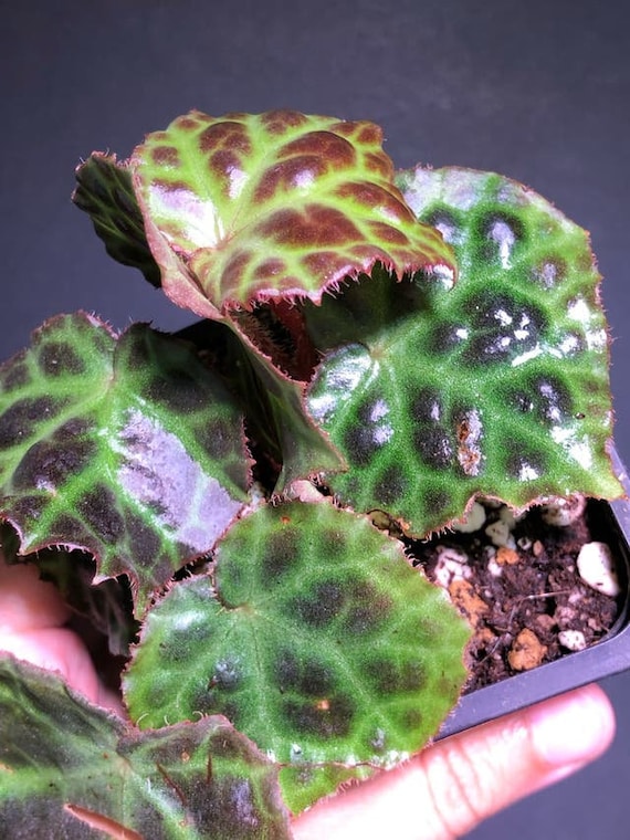 Begonia Rajah - Etsy 日本