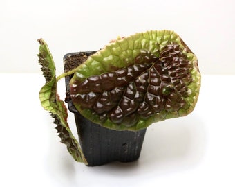 Begonia susaniae - adult