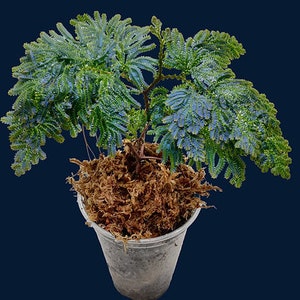 Selaginella willdenowii image 1