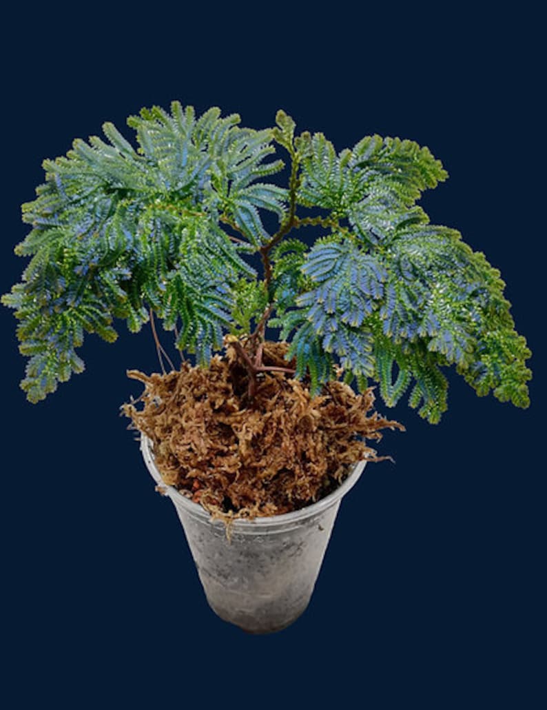 Selaginella willdenowii image 1