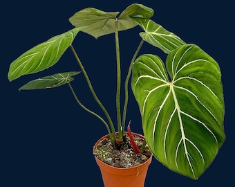 Philodendron gloriosum